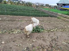-小鱼草莓采摘园农家乐·小鱼餐厅