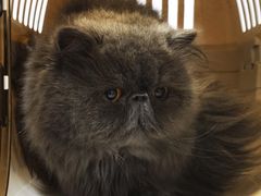 -乐派堂宠物医院·猫友好· 心脏科(东街店)