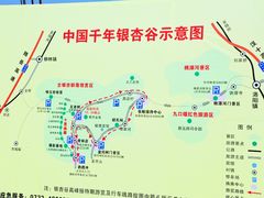 -千年银杏谷文化旅游区