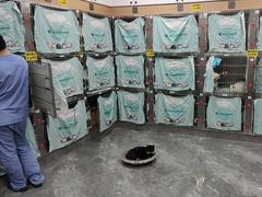 -东莞宠友24H宠物中心医院·转诊夜诊·异宠(新河北路院)