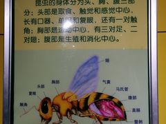 -上海昆虫博物馆