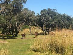 -奥兰多迪士尼动物王国乐园