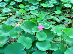 -大兴滨河森林公园