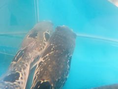 -天正河鲀·河豚亭(大连店)