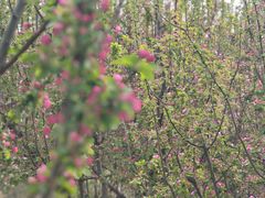 -海棠花溪(元大都城垣遗址公园)