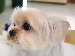 -momokira米努特·德文卷毛猫·棉花面纱犬
