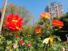 -人民公园(罗湖区)