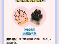 -翊宠yipet猫狗购宠庄园