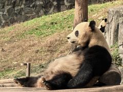 -都江堰中华大熊猫苑