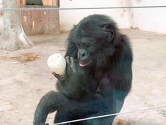 -新疆天山野生动物园