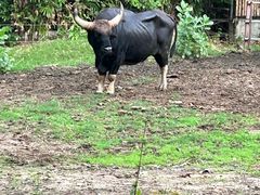 -清迈夜间动物园