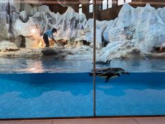 -帝企鹅自助餐厅•儿童岛•真企鹅(长隆企鹅酒店)