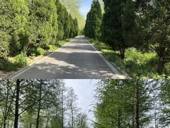 -合肥滨湖国家森林公园