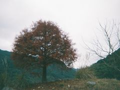 -小芝红树林