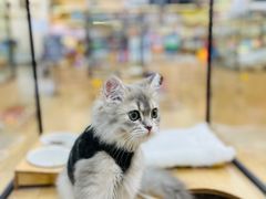 -袖虎猫馆(十亩地店)