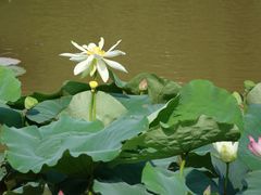 校园-华南师范大学(广州大学城校区)