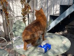 -喵屿·大理花园猫咖