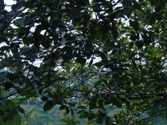 景点-王借岗森林公园