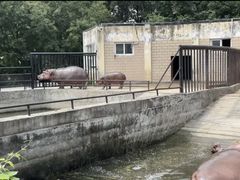 -合肥野生动物园