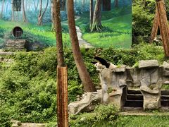 -中国大熊猫保护研究中心雅安碧峰峡基地