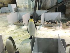 -大连圣亚海洋世界