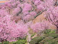 -灵光寺