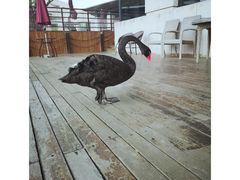 -上海怡沁园度假酒店
