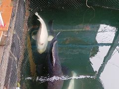 -蓝湾碧波·老字号·疍家非遗海上餐厅
