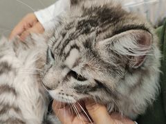 -联合动物医院(光谷诊疗中心)
