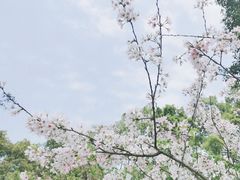 -南山植物园