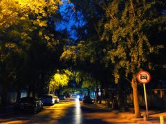 -三里屯东五街银杏大道