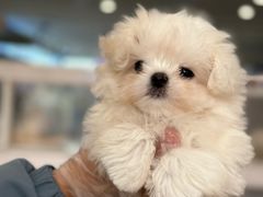 -翊宠yipet猫狗购宠庄园犬舍•猫舍