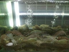 椒盐皮皮虾-覃记海鲜美食餐厅