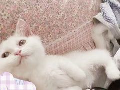 -艾吉宠物医院·疑难杂症转诊中心·猫友好(碧江路院)