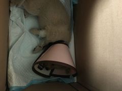 -乐派堂宠物医院·猫友好· 心脏科(东街店)