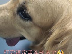 -申普宠物医院·心脏介入·心血管微创(总院)
