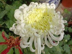 -杭州植物园