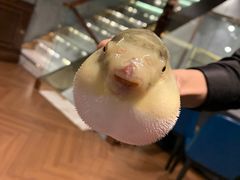 -肆月河豚·新淮扬(金融街店)