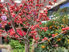 -双季花艺园艺市场(浦东店)