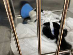 -御宝贝·A梦猫科宠物医院(国际猫友好医院)