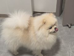 -博特宠物医院24h犬猫全科.骨科·异宠