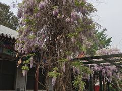 -北京市劳动人民文化宫(太庙)