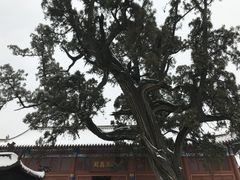 -中岳庙