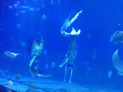 -烟台海昌鲸鲨海洋公园