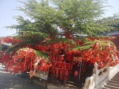 -龙口南山旅游景区