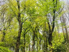 -西湖风景区-江洋畈生态公园