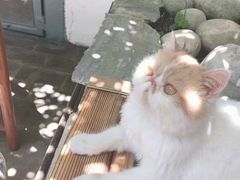 -喵屿·大理花园猫咖