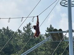 -西霞口神雕山野生动物世界