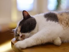 -有猫主题·治愈系猫咖(曾厝垵店)