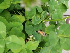 -湖南东洞庭湖国家级自然保护区